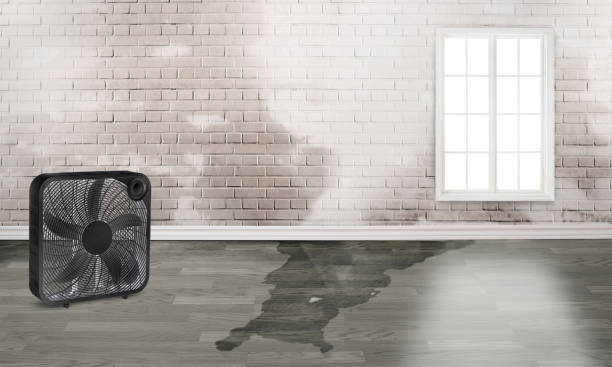 Best Carpet water damage restoration  in Burgin, KY