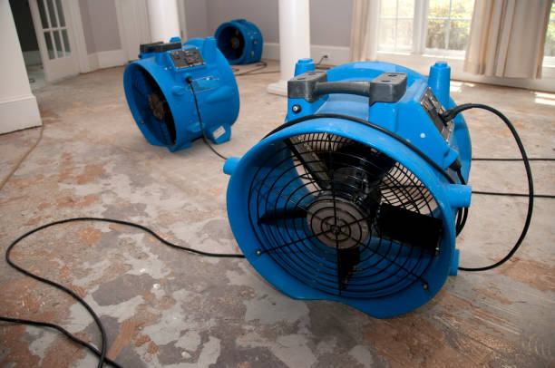 Best Mold removal after water damage  in Burgin, KY